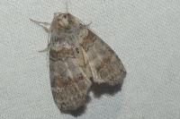 Cymatophorina diluta