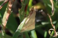 Rhodometra sacraria
