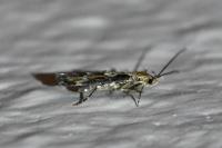 Mompha divisella