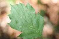 Parornix anglicella