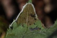 Parornix anglicella