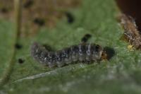 Parornix anglicella