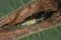 Phyllonorycter nicellii