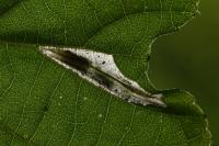 Phyllonorycter rajella