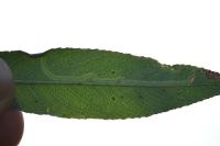 Phyllocnistis valentinensis