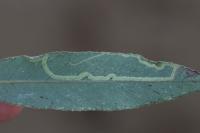Phyllocnistis valentinensis