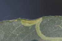 Phyllocnistis valentinensis