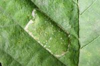 Phyllonorycter klemannella