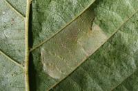 Phyllonorycter klemannella