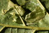 Phyllonorycter klemannella
