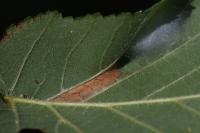 Phyllonorycter nicellii