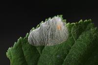 Phyllonorycter coryli