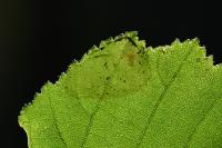 Phyllonorycter coryli