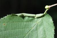 Phyllonorycter coryli