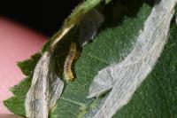 Phyllonorycter coryli