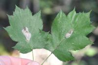 Phyllonorycter corylifoliella