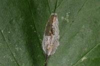 Phyllonorycter corylifoliella