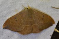 Watsonalla binaria