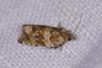 Celypha cespitana