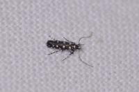 Parectopa ononidis