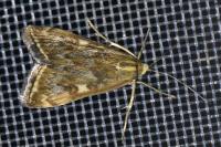 Loxostege sticticalis