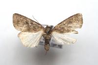 Caradrina morpheus