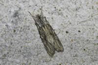 Lithophane leautieri