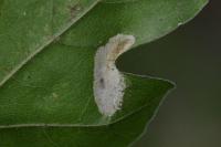 Phyllonorycter acerifoliella