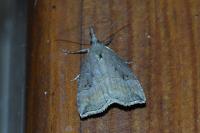 Hypena rostralis