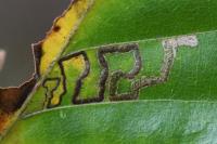 Stigmella tityrella