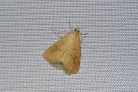 Achyra nudalis