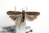 Bryotropha desertella
