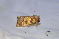 Gortyna flavago