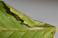 Phyllonorycter esperella