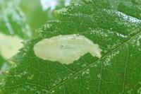 Coptotriche angusticollella