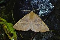 Colotois pennaria