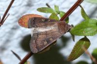 Xestia xanthographa