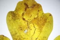Stigmella aceris