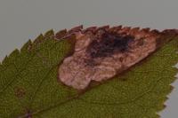 Stigmella plagicolella