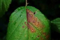 Ectoedemia erythrogenella