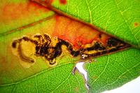Ectoedemia erythrogenella