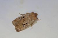 Conistra rubiginosa