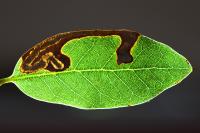 Stigmella suberivora