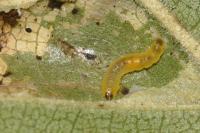 Phyllonorycter cavella