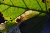 Phyllonorycter cavella