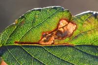 Ectoedemia erythrogenella