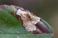 Ectoedemia rubivora