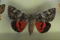 Catocala promissa