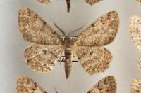 Hypomecis punctinalis