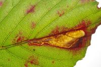 Ectoedemia erythrogenella